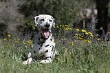 DALMATIEN 076